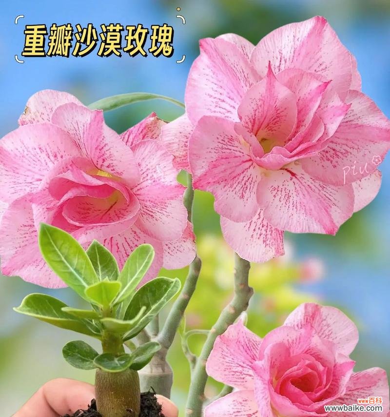 哪种花的花语代表着咸甜的含义？