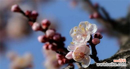 哪些成语与花语相关？