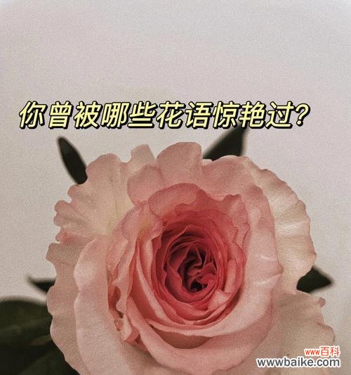 哪些成语与花语相关？