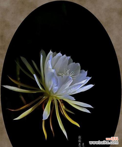 哪些成语与花语相关？