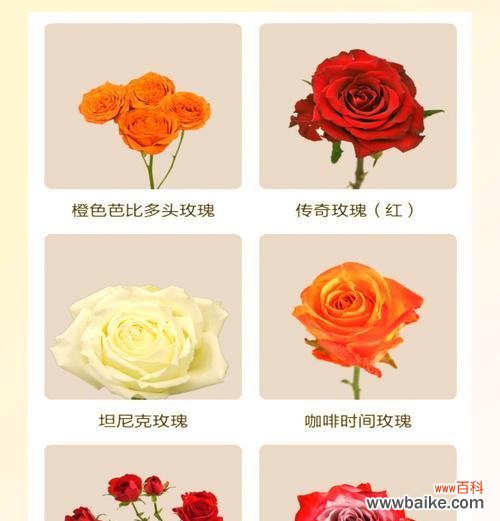 巴莎玫瑰的花语是什么特别含义？