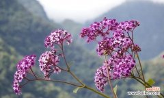 哪种花象征着进步？