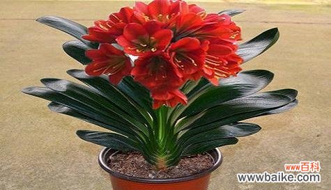 哪种花象征着进步?