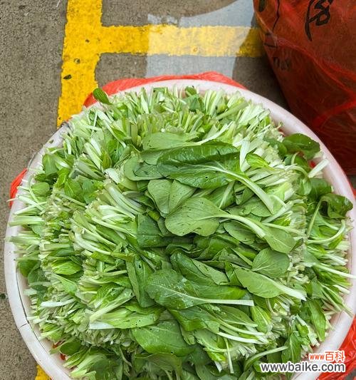 鸡毛菜的花语有何特别之处？