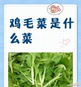 鸡毛菜的花语有何特别之处？