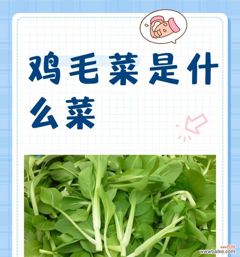 鸡毛菜的花语有何特别之处？