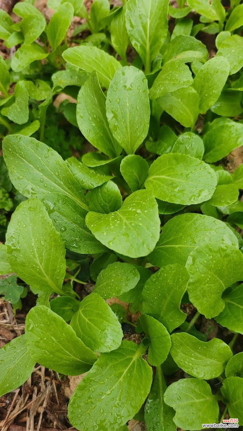 鸡毛菜的花语有何特别之处？