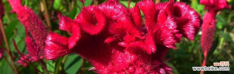 发送给别人的花语有何含义？它传达了什么信息？