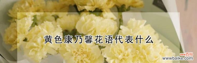 探索康乃馨不同颜色的象征意义 康乃馨花的色彩传达的含义