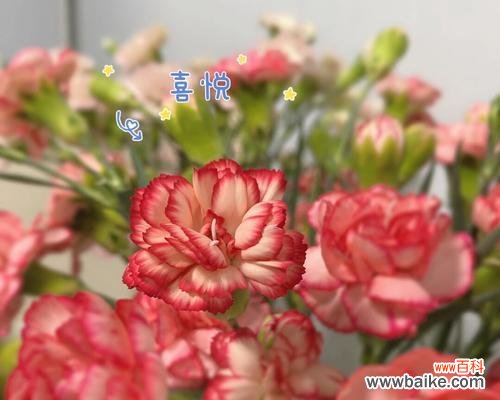 探索康乃馨不同颜色的象征意义 康乃馨花的色彩传达的含义