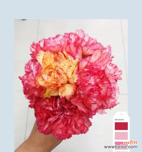 探索康乃馨不同颜色的象征意义 康乃馨花的色彩传达的含义