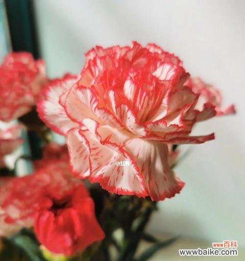 康乃馨,美丽而坚强的象征 康乃馨的象征意义——爱与希望的花朵