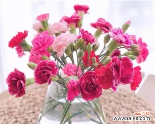 娇艳的康乃馨传递着爱与坚强 康乃馨的象征意义与精神