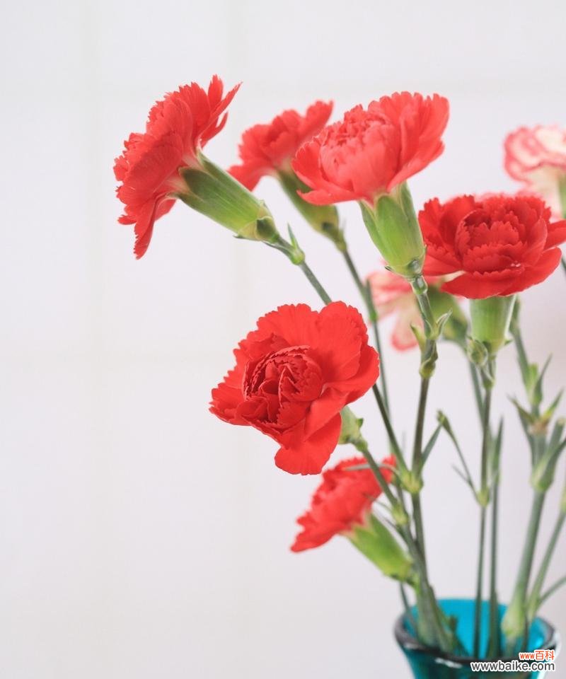 康乃馨的寓意、花语及象征之美 康乃馨——花开寄托爱的情怀