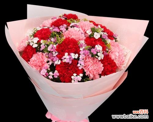 康乃馨花语解读及传达爱意的艺术 康乃馨花语的魅力与意义