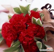 解读康乃馨花的象征与意义 康乃馨花的寓意是什么