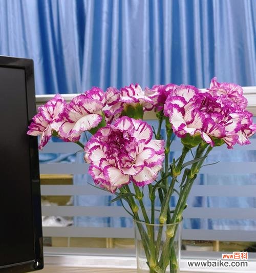 解读康乃馨花的深层内涵,传承爱情与美好 康乃馨花的象征意义与文化价值