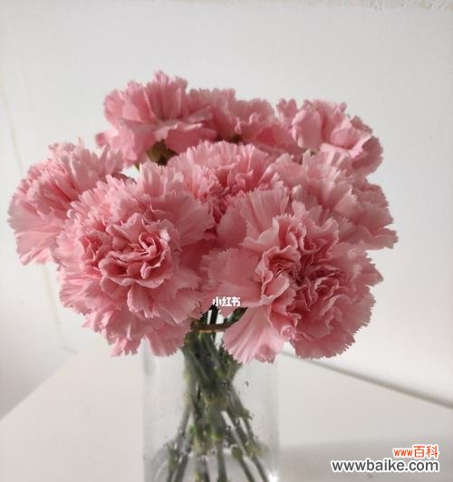 传递爱与尊重的鲜花 康乃馨花的象征意义