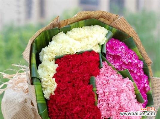 传递爱与尊重的鲜花 康乃馨花的象征意义