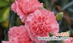 康乃馨花的美丽与深情 康乃馨花的象征意义与内涵