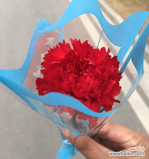 康乃馨花的美丽与深情 康乃馨花的象征意义与内涵