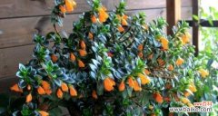 吊兰的花语解读及其象征的心灵寓意 吊兰花语与代表意义