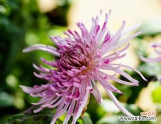 花开飞舞 蝶恋花花语与其代表的意义