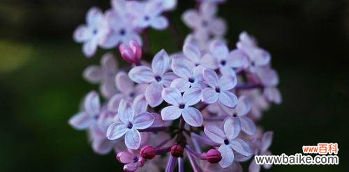 传承千年的花语与情感交融之美 丁香花的象征意义及文化传承