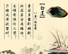 祝福与浪漫 丁香花