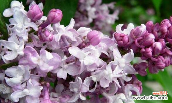 香气浓郁的丁香花 丁香花的花语与代表意义