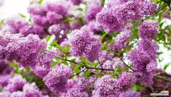 解析丁香花语的深层内涵 丁香花语的含义及象征