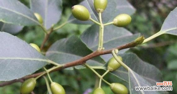 美丽繁花 以冬青开花的风水寓意