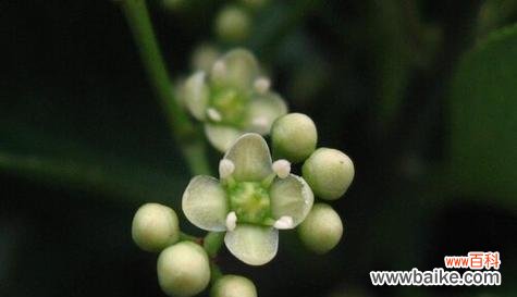 解读冬青花开的美丽寓意与内涵 冬青开花的象征意义与花语