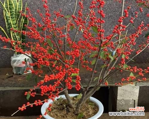 以冬青开花预示着生命的勇气与希望 冬青开花的意义与象征