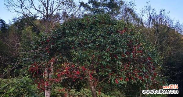 探秘冬青树的神奇之处 冬青树的风水作用与寓意