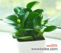 开花能带来好运吗 豆瓣绿的开花风水寓意解析