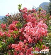 以杜鹃花代表的花语传达爱的坚贞和希望的力量 杜鹃花之花语与象征