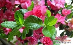 探索杜鹃花的寓意与风水禁忌 杜鹃花的象征意义与风水