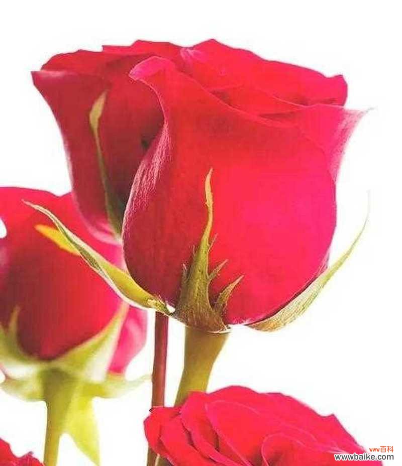 深红色的玫瑰花寓意是什么?代表哪种爱情?