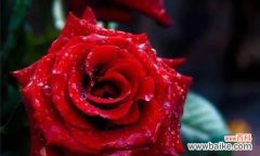 深红色的玫瑰花寓意是什么？代表哪种爱情？