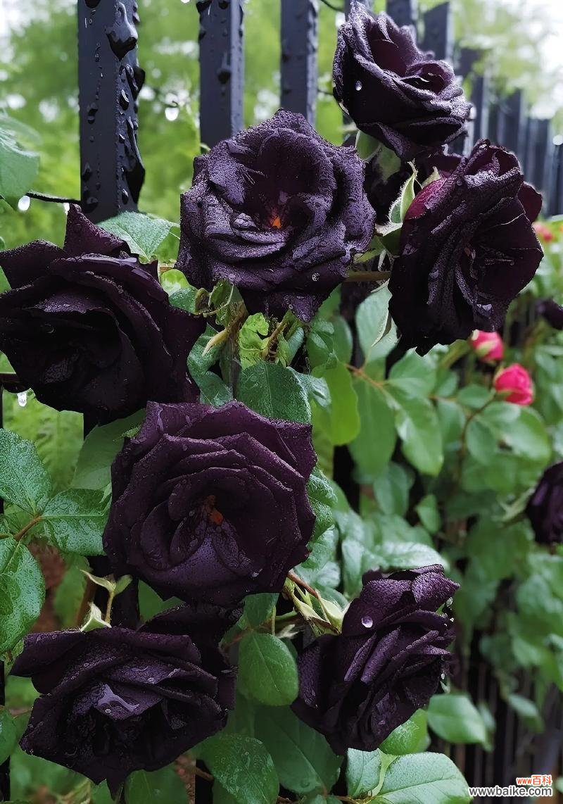 黑玫红配色的花语有何含义?它通常象征着什么?