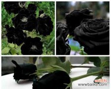 黑玫红配色的花语有何含义？它通常象征着什么？