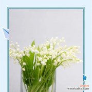 哪种花的花语是惊艳影史？