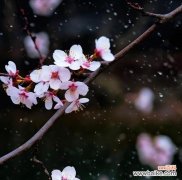 表达生离死别爱情的花语有哪些？