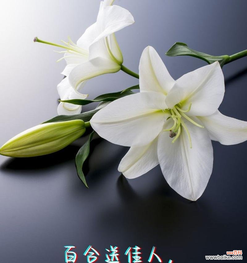 表达生离死别爱情的花语有哪些?