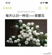 哪种花的花语寓意着开心？