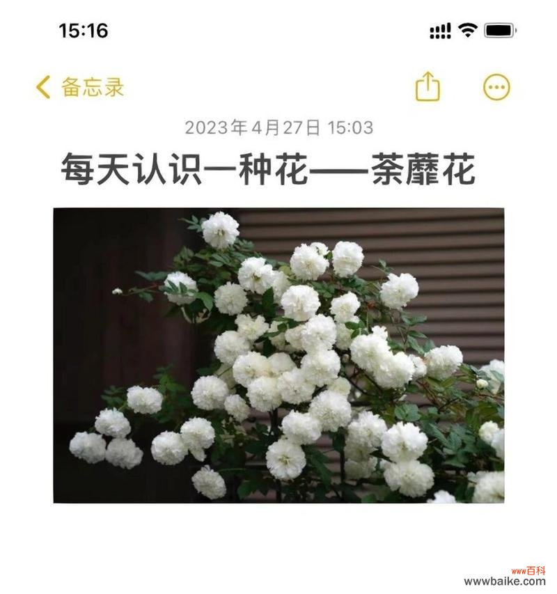 哪种花的花语寓意着开心?