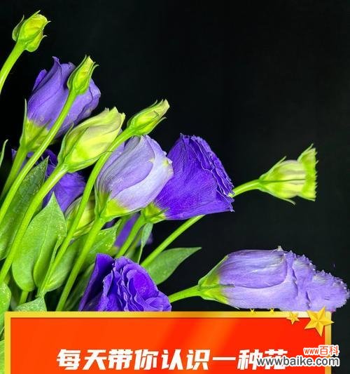 洋桔梗与山茶花的花语有何不同？各自代表了什么？