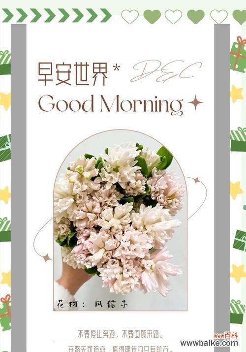 风信子的花语代表什么?如何解读风信子的深层含义?