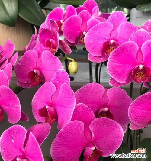 铃铛兰花的花语是什么？铃铛兰花寓意着什么？